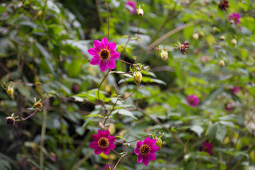 detalle de flor morada