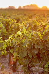 Vineyard Sunrise - Bordeaux Vineyard