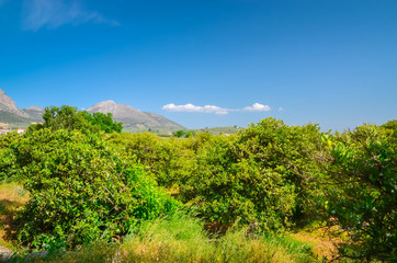 Orange garden in Peloponnese peninsula, Greece. Summer background.