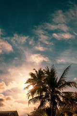 Fototapeta na wymiar Palm trees silhouette against evening sky