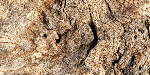 Oak Stump Two To One