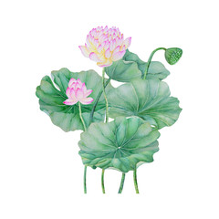 lotus flowers isolated on white background .lotus flowers Hand painted Watercolor illustrations.