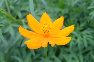 Sulfur Cosmos Flowers in Belayu Garden
