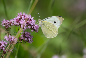 large cabbage white butterfly