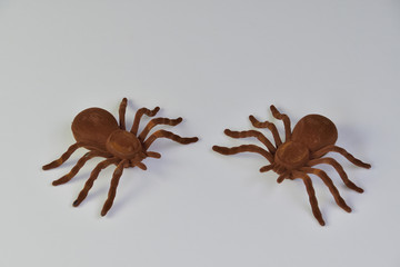 Spider, Tarantula, Jungle Insect