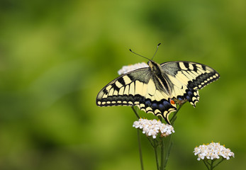 Old World swallowtail