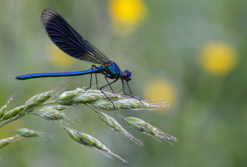 Dragonfly