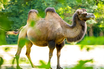 Bactrian Camel in a whole profile view