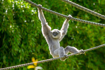 Silvery Gibbon hanging of two arms