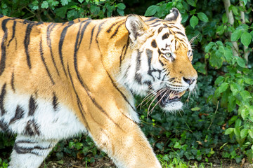 Obraz premium Siberian tiger in a close side view