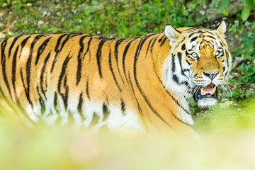 Siberian tiger in  a close side view