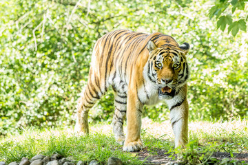 Siberian tiger in a full frontal view