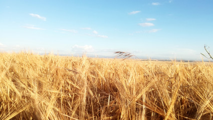 Fototapeta na wymiar Cereals to the horizon. Summer agricultural landscape of the community of Castile and Leon, Spain. Contrast yellow and blue natural colors of the calm sky. Rural.