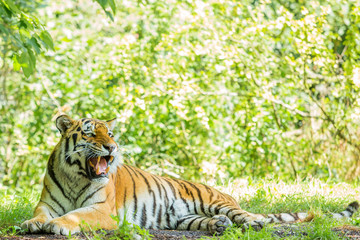 Siberian tiger in a whole view while lying down