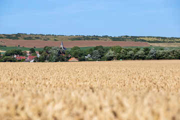 Ivory fields, Pas-de-Calais
