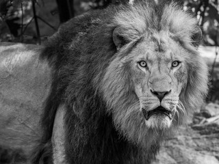 Lion in a frontal view in monochrome