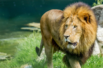 Lion in a whole view