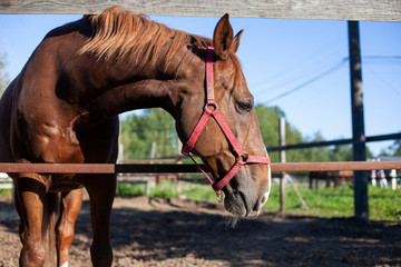 A horse stands in a paddock on a farm. Brown horse on a sunny day. The animal communicates through the fence.