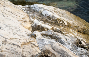 Fototapeta na wymiar Crab crawling on large rocks