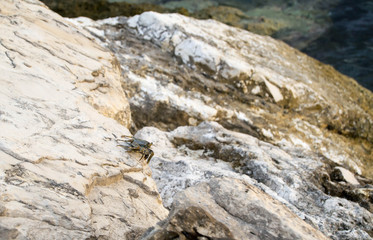 Crab crawling on large rocks