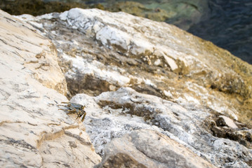 Crab crawling on large rocks