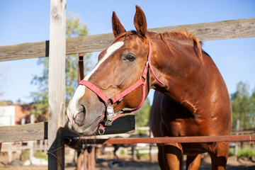 A horse stands in a paddock on a farm. Brown horse on a sunny day. The animal communicates through the fence.