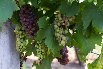 Vineyard in czech republic