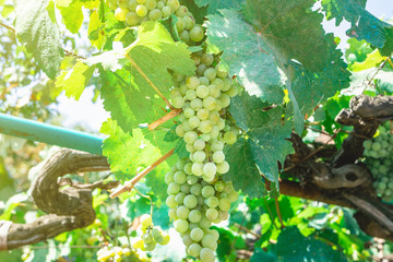 Bunch of grapes growing on a branch