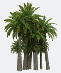Palm trees isolated. Image useful for banners, posters or photo maipulations. 3d rendering. Illustration