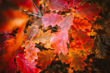 Autumn landscape background. Red autumn oak leaves in a young forest early in the morning at sunrise. Fallen Leaf Season Concept