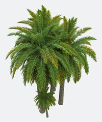 Palm trees isolated. Image useful for banners, posters or photo maipulations. 3d rendering. Illustration