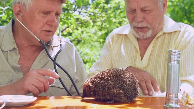 senior citizen with stethoscope sits near aged man holding white cat at wooden table with hedgehog. Concept wrong diagnostics