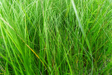 bright green grass, background, texture