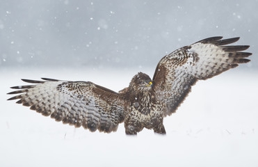Common buzzard (Buteo buteo) during winter