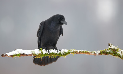Raven (Corvus corax) close up