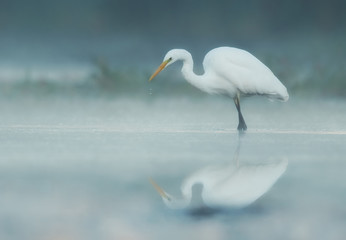 Fototapeta na wymiar Great white egret (Egretta alba)