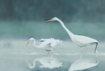 Great white egret (Egretta alba)