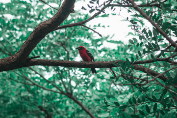 Red bird perching on tree branch