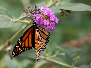 butterfly on flower
