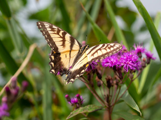 butterfly on flower