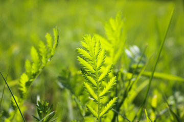 Juicy grass on a meadow in the rays of the setting sun