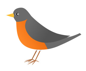 Vector illustration of an American robin