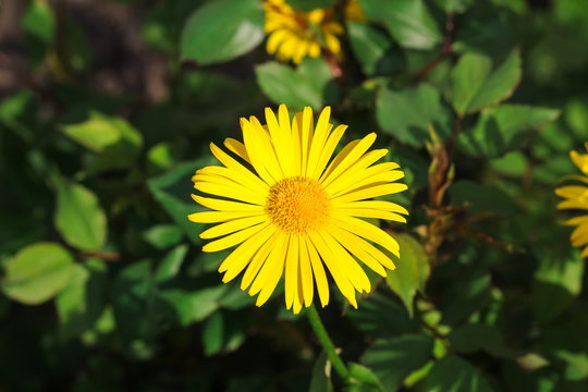 Bright yellow flower Doronikum on blurred background plants
