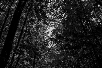 rester dans l'ombre