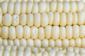 Full frame photo of fresh, organic corn crob