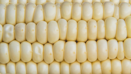 Full frame photo of fresh, organic corn crob