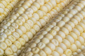 Full frame photo of fresh, organic corn crob