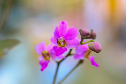 purple ochid with bokeh background