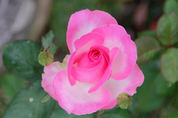 Pink Rose blooming in garden