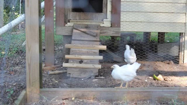 chickens in coop